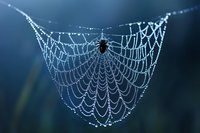 Spider web covered in morning dew drops against dark blue background, creating delicate lace-like pattern with silhouette of small spider in center.