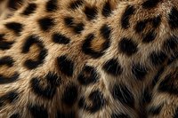 Close-up macro shot of natural leopard fur texture showing detailed spotted pattern with rich brown, black and tan colors for fashion and wildlife design.