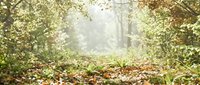 Misty forest path with fallen leaves and green foliage creating a serene woodland atmosphere, suitable for nature backgrounds and environmental design projects.