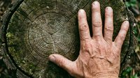 Senior man's hand touching tree ring cross-section, showing growth rings and wood texture. Represents environmental conservation, forestry, nature connection, and sustainable resource management.