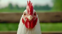 Close up portrait of white chicken with bright red comb and wattles against blurred green background, showing intense gaze and detailed feather texture.