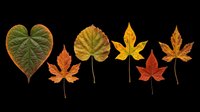 Autumn leaves collection featuring heart-shaped and maple foliage in fall colors, isolated on transparent background. Ready for t-shirt designs, clipart, stickers, and print-on-demand projects.