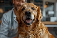 Happy golden retriever with friendly smile at veterinary clinic, close-up portrait of purebred dog during checkup with vet in background wearing scrubs.