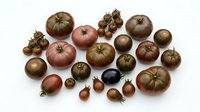 Assorted heirloom tomatoes in various sizes and colors including purple, green, red and brown varieties isolated on white background for culinary design.