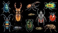 Isolated insects collection featuring beetles, bugs, and beetles in various species and colors on transparent background, ready for clipart, t-shirt design, stickers, print-on-demand, and sublimation projects.