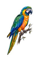 Colorful macaw parrot perched on branch with vibrant blue, green, yellow and orange plumage, isolated on white background for design and print use.