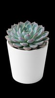 Potted succulent plant with layered green and pink leaves in white ceramic container, isolated on transparent background ready for t-shirt designs, clipart, stickers, and print-on-demand products.