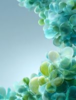 Fresh green succulent plants with water droplets on soft gradient background for natural wellness and botanical design concepts.