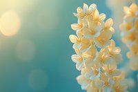 Delicate white hyacinth flowers in soft focus against turquoise blue background with dreamy bokeh lights creating romantic spring atmosphere.
