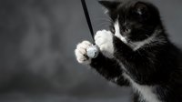 Adorable black and white kitten playing with feather toy, paws reaching up in playful motion against soft gray background for pet care content.