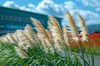 Ornamental pampas grass plumes swaying in breeze against blue sky and modern building, with vibrant red flowers in background creating natural landscape design.