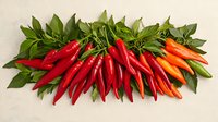 Fresh red chili peppers arranged in row with green leaves on light background, raw organic produce for cooking spicy food and seasoning.