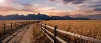 Rural dirt road with wooden fence through golden wheat field at sunset with mountain range backdrop creating peaceful countryside landscape.