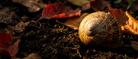 Empty snail shell resting on dark soil surrounded by colorful autumn leaves in warm golden sunlight creating peaceful natural forest floor scene.