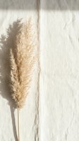 Dried pampas grass stems on neutral linen fabric with natural sunlight shadows creating minimalist bohemian home decor aesthetic for interior design projects.
