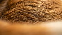 Close-up of brown animal fur with fine texture and natural striping, suitable for wildlife, nature, and zoological educational content.