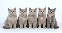 Five adorable gray British Shorthair kittens sitting in row on white background, fluffy domestic cats with round eyes looking at camera, pet adoption concept.