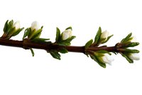 Blooming spring tree branch with white flower buds and fresh green leaves isolated on white background, botanical nature element for design.