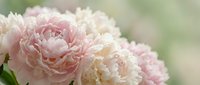 Soft pink peony flowers in full bloom with delicate ruffled petals against blurred natural background for spring garden and floral design projects.