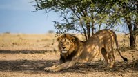 Male lion stretching under acacia tree in African savanna landscape with golden grassland and clear blue sky during golden hour wildlife photography.