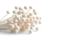 Delicate white ball-shaped flowers on long stems against pure white background, isolated botanical arrangement for minimalist design and decoration purposes.