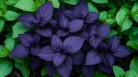 Purple basil leaves with prominent veins against bright green foliage create striking natural contrast in garden setting, fresh organic herbs growing outdoors.