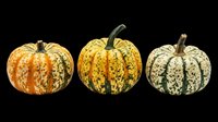 Decorative gourds isolated on transparent background, ready for autumn designs, t-shirt graphics, clipart, stickers, sublimation projects and print-on-demand products.