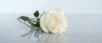 White rose lying on a reflective surface with soft light, symbolizing purity, love, and elegance for wedding or memorial designs.