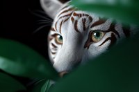 Close-up view of white tiger eyes peering through green foliage, showing intense golden-green iris detail and striped fur pattern in dramatic lighting.