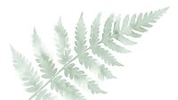 Delicate watercolor fern leaves in soft green tones on white background, botanical illustration for nature-inspired designs and organic decor projects.
