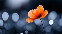 Orange poppy flower against dark blurred bokeh background with soft focus circles creates dramatic nature photography composition for wall art and greeting cards.