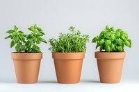 Fresh aromatic herbs growing in terracotta pots against white background, including basil and thyme plants for cooking and gardening concepts.