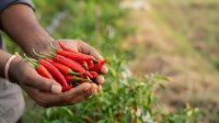 Farmer with dark skin tone holding freshly harvested red chili peppers in hands over blurred agricultural field background for farming and harvest concepts.
