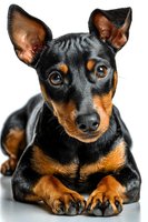 Adorable black and tan puppy with alert ears lying down on white background, isolated for design use in pet care marketing and animal lover projects.