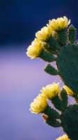 Blooming prickly pear cactus with bright yellow flowers against purple gradient sky. Desert plant in full bloom showcasing natural beauty and resilience.