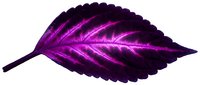 Neon glowing leaf with vibrant magenta veins on dark background, isolated botanical element for digital design and creative projects.