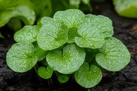 Fresh green leaves covered in morning dew drops against dark soil background, creating natural contrast. Macro photography shows intricate plant details.