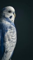 White budgerigar with blue wing markings perched in profile against dark background, suitable for pet, wildlife and animal behavior content.