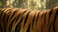 Close-up of tiger fur showing distinctive black stripes on golden-orange coat with natural texture and pattern detail for wildlife and nature content.