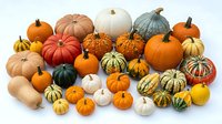 Colorful autumn pumpkin and gourd collection featuring various sizes, shapes and colors including orange, white, green and striped varieties for fall decor.