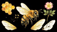 Honey bee with honeycomb, wings, and pink flower isolated on transparent background. Ready for t-shirt design, clipart, stickers, sublimation, and print-on-demand products.