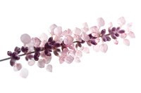 Delicate pink and purple watercolor floral branch with translucent petals on white background, isolated botanical art element for stationery and wedding design.