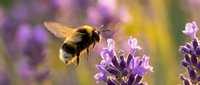 Bumblebee collecting nectar from purple lavender flowers in sunny garden. Pollinator insect with fuzzy body and transparent wings feeding on blooming herbs.
