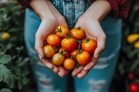 Fresh organic cherry tomatoes held in cupped hands after harvest from home garden. Healthy eating, sustainable farming and homegrown vegetables concept.