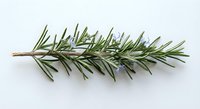 Fresh rosemary sprig with aromatic green needles isolated on white background for culinary herbs cooking seasoning and natural ingredient designs.