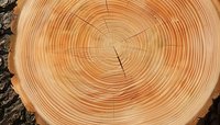 Cross section of freshly cut tree trunk showing detailed annual growth rings and natural wood grain texture in warm golden brown tones.