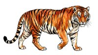 Striped tiger walking with alert expression, isolated on white background, suitable for wildlife education, children's books, and design projects.