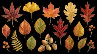 Autumn leaves collection isolated on transparent background, ready for t-shirt design, clipart, stickers, sublimation and print-on-demand projects.