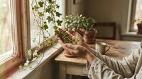Woman tending to pothos houseplant by sunny window in cozy home interior with natural light and wooden surfaces creating peaceful gardening moment.