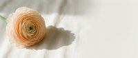 Delicate peach ranunculus flower with layered petals casting soft shadow on white textured fabric background for wedding invitations and romantic designs.